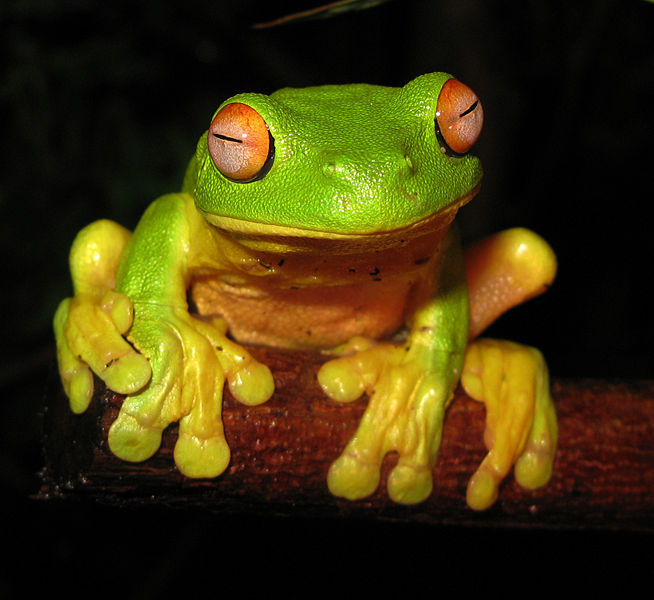 654px red eyed tree frog   litoria chloris edit1