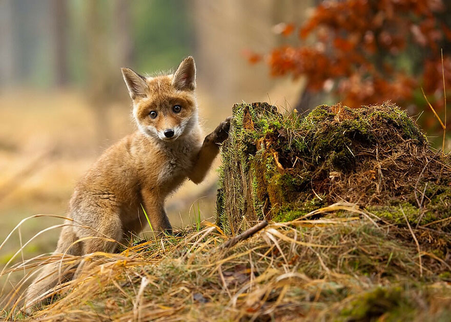 Amazing fox photos 25