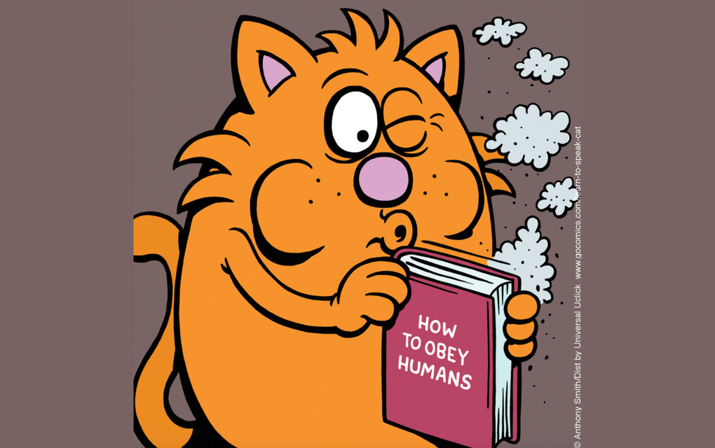 25 Comics About Cats Just Being Cats